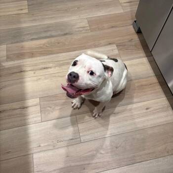 Mitzy -  Pit Bull Terrier and Mixed Breed Dog for Adoption in Greensboro, North Carolina - Mitzy | PetCurious