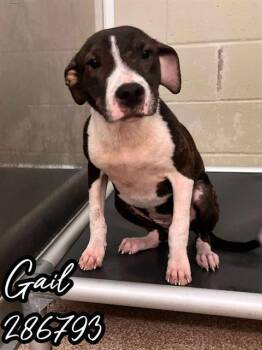 Rescue Mixed Breed Dogs for Adoption in Macon, Georgia - GAIL | PetCurious