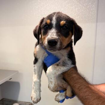IVHS-Stray-143373 -  Cattle Dog and German Shepherd Dog Dog for Adoption in San Gabriel, California - IVHS-Stray-143373 | PetCurious