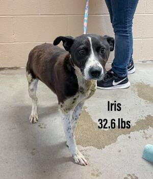 Rescue Cattle Dog and Labrador Retriever Dogs for Adoption in Clearfield, Kentucky - Iris | PetCurious