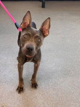 Mixed Breed Dogs Available for Adoption - Starbright | PetCurious