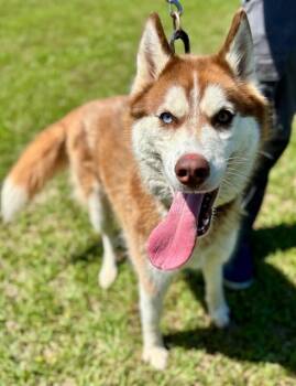 KUMIKO -  Siberian Husky Dog for Adoption in York, South Carolina - KUMIKO | PetCurious