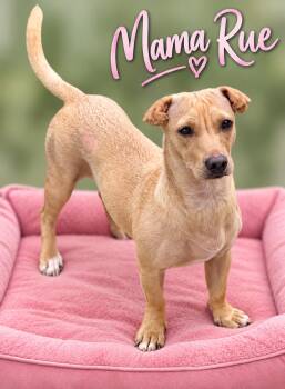 Momma Rue -  Dachshund Dog for Adoption in Momence, Illinois - Momma Rue | PetCurious
