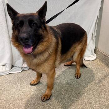 Cima -  German Shepherd Dog Dog for Adoption in San Gabriel, California - Cima | PetCurious