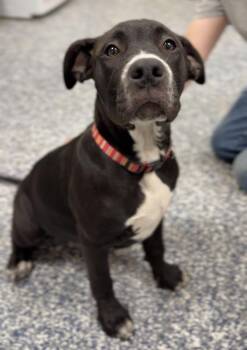 Bella -  Mixed Breed Dog for Adoption in Bemidji, Minnesota - Bella | PetCurious