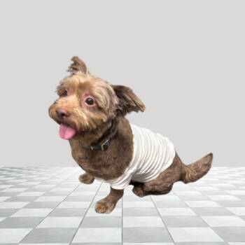 Pekingese and Poodle Dogs Available for Adoption in Circleville, Ohio - Rowdy | PetCurious