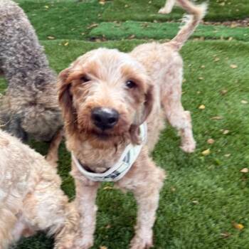 Aaron Burr -  Cockapoo Dog for Adoption in Sunrise, Florida - Aaron Burr | PetCurious