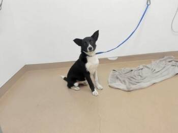 Border Collie Dogs Available for Adoption in Hayward, California - BONNIE | PetCurious