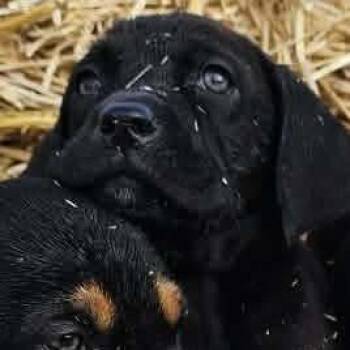 Basset Hound Dogs Available for Adoption - Lee | PetCurious