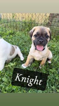 Knight -  Pug and Beagle Dog for Adoption in Columbus, Ohio - Knight | PetCurious