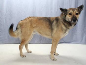 TECATE -  German Shepherd Dog Dog for Adoption in Burbank, California - TECATE | PetCurious