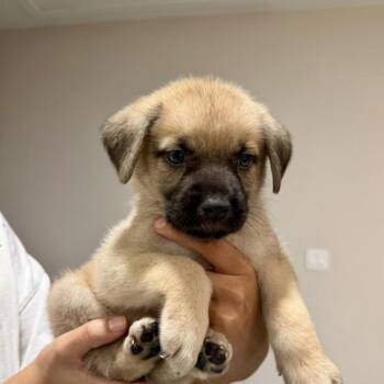 AKIRA -  Pug and Beagle Dog for Adoption in Waterford, New Jersey - AKIRA | PetCurious