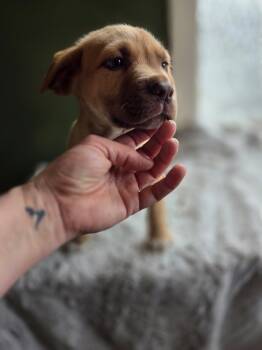 Labrador Retriever and American Bully Dogs Available for Adoption in Port Angeles, Washington - Vinny | PetCurious