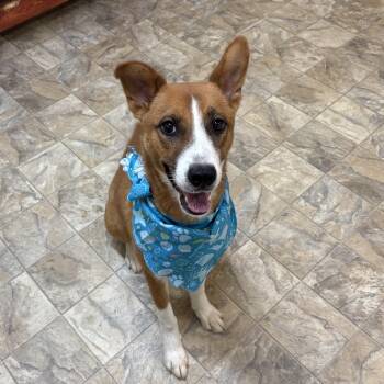 Rescue Australian Shepherd Dogs for Adoption in Pilot Point, Texas - Axle | PetCurious