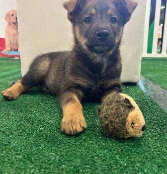 Shepherd and Mixed Breed Dogs Available for Adoption in Henderson, Nevada - Cuddles | PetCurious