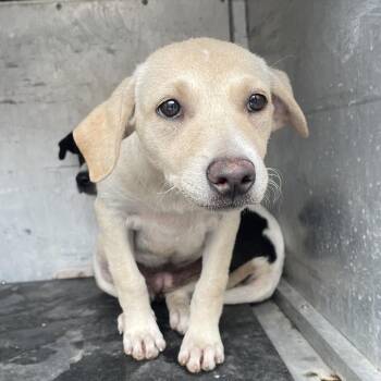 Shepherd Dogs Available for Adoption in Edinburg, Texas - Canary | PetCurious