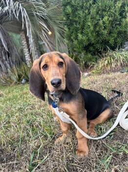 Mixed Breed Dogs Available for Adoption - Milo | PetCurious