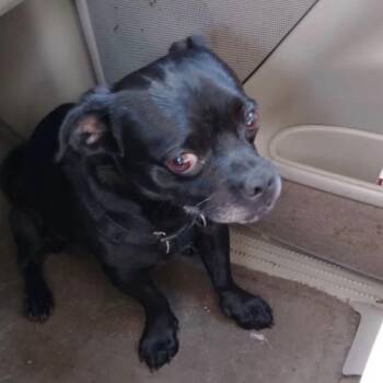 Pugsy -  Pug Dog for Adoption in Newport, Tennessee - Pugsy | PetCurious