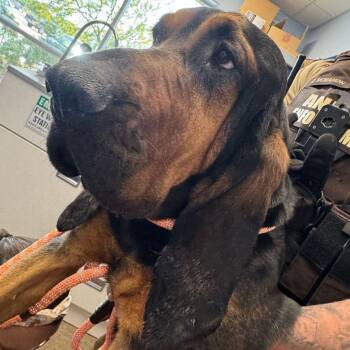 Bloodhound Dogs Available for Adoption - Pongo | PetCurious