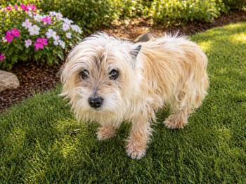 Cairn Terrier Dogs Available for Adoption in Monroe, North Carolina - Dollie | PetCurious