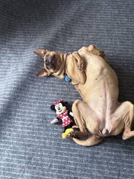 Raven (bonded to Thor) -  Shar Pei and Boxer Dog for Adoption in Roy, Utah - Raven (bonded To Thor) | PetCurious