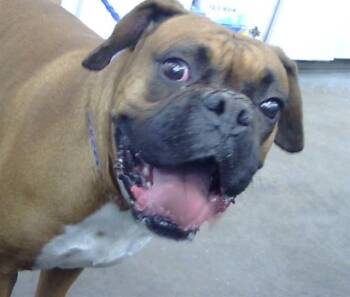 Boxer Dogs Available for Adoption - HORCHATA | PetCurious