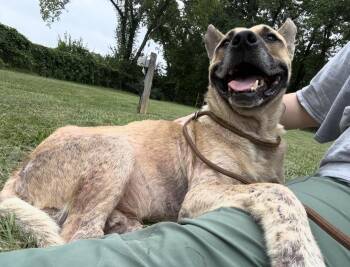 Arthur- A Senior Boy Who Just Wants Someone to Love -  Mixed Breed Dog for Adoption in Conway, South Carolina - Arthur- A Senior Boy Who Just Wants Someone To Love | PetCurious