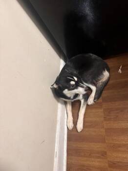 Siberian Husky and Mixed Breed Dogs Available for Adoption - Goby | PetCurious