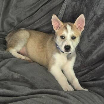 Husky Dogs Available for Adoption in Plainfield, Connecticut - Rocco | PetCurious
