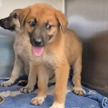Liberty 26-06-052 -  Anatolian Shepherd Dog for Adoption in Bastrop, Texas - Liberty 26-06-052 | PetCurious