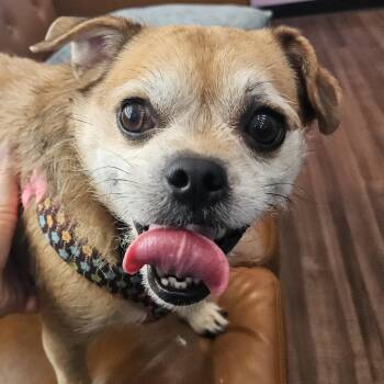 Rescue Pug and Beagle Dogs for Adoption in Livonia, Michigan - Sky | PetCurious