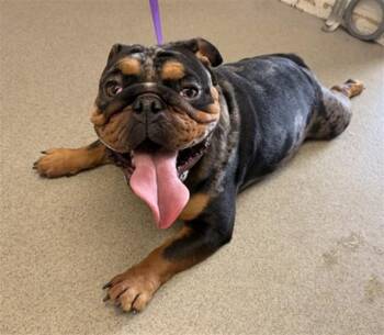 CHEDDAR BEAR -  American Bulldog Dog for Adoption in San Bernardino, California - CHEDDAR BEAR | PetCurious