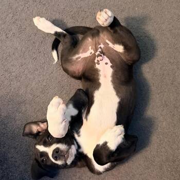 Buddy -  Terrier and Mixed Breed Dog for Adoption in Lenoir, North Carolina - Buddy | PetCurious