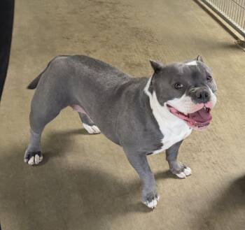 American Bully Dogs Available for Adoption - Scarlett | PetCurious
