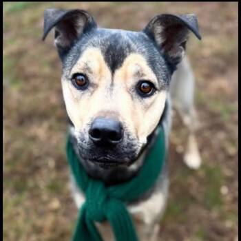 German Shepherd Dog and Pit Bull Terrier Dogs Available for Adoption in Cumming, Georgia - Penn | PetCurious