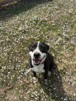 Sophie -  Staffordshire Bull Terrier Dog for Adoption in Cincinnati, Ohio - Sophie | PetCurious