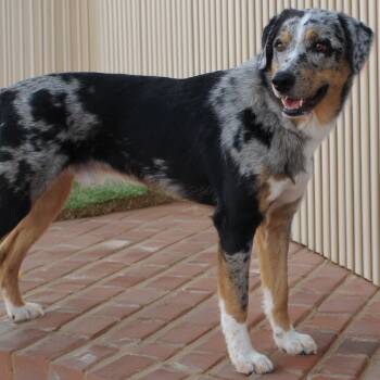 Gage -  Catahoula Leopard Dog and Australian Shepherd Dog for Adoption in Wantagh, New York - Gage | PetCurious