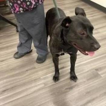 YORK-Stray-16522 -  Mixed Breed and German Shepherd Dog Dog for Adoption in York, Pennsylvania - YORK-Stray-16522 | PetCurious