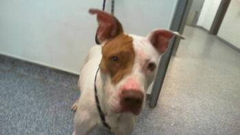 MULAN -  Pit Bull Terrier Dog for Adoption in Charlotte, North Carolina - MULAN | PetCurious