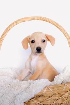 Monterrey -  Dachshund and Chiweenie Dog for Adoption in San Diego, California - Monterrey | PetCurious