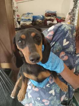 Dachshund Dogs Available for Adoption - Jasper (Rocket) | PetCurious