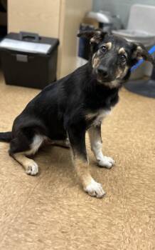 Rescue German Shepherd Dog and Mixed Breed Dogs for Adoption in Madera, California - Gail | PetCurious