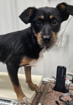 Terrier Dogs Available for Adoption in Columbia, Missouri - Remy | PetCurious