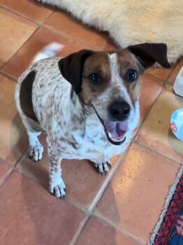 Rescue Cattle Dog and Australian Cattle Dog Blue Heeler Dogs for Adoption in Fort Lupton, Colorado - Avon 2 | PetCurious