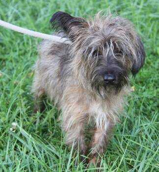 Baby Yoda (Photos August 15th 2026) -  Terrier Dog for Adoption in Marietta, Ohio - Baby Yoda (Photos August 15th 2026) | PetCurious