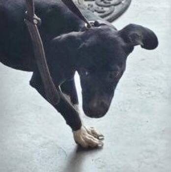 INDIE -  Mixed Breed Dog for Adoption in Fernandina Beach, Florida - INDIE | PetCurious