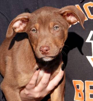 Toffie -  Terrier Dog for Adoption in Millfield, Ohio - Toffie | PetCurious