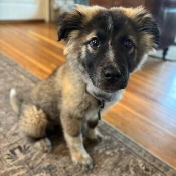 Mixed Breed Dogs Available for Adoption in Buffalo, Minnesota - Pokey | PetCurious