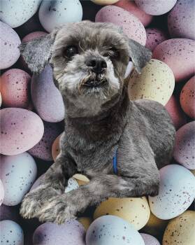 Shih Tzu Dogs Available for Adoption in Arlington, Texas - Little Girl | PetCurious