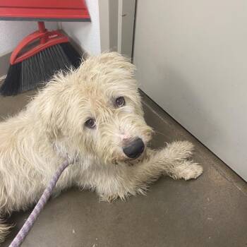 Shaggy -  Poodle and Mixed Breed Dog for Adoption in Tulsa, Oklahoma - Shaggy | PetCurious